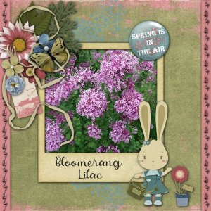 Bloomerang Lilac