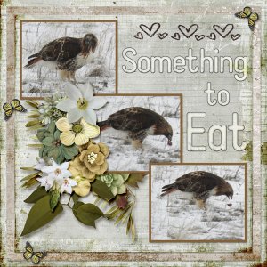 hawk_eating_small
