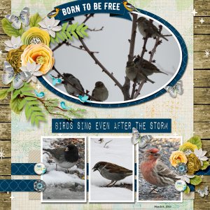 free_bird_small