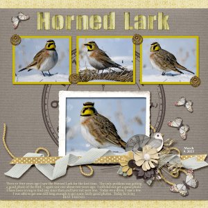 Horned_Lark_small