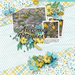 Arizona-Poppies