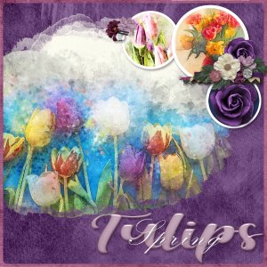 Tulips