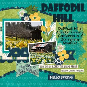 Daffodil Hill