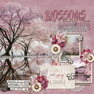 Cherry Blossom