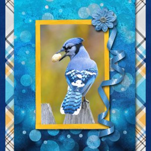 Blue Jay