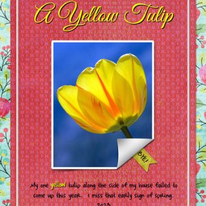 A Yellow Tulip