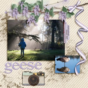 Geese