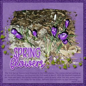 Crocus