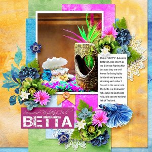 BETTA