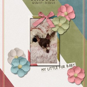 Cocoa Bean