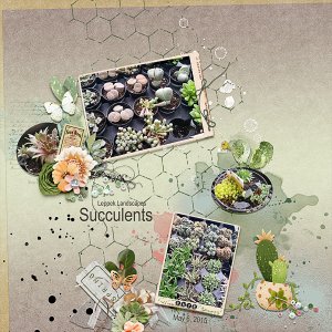Sweet Succulents