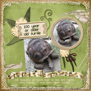 100 Year Old Turtle