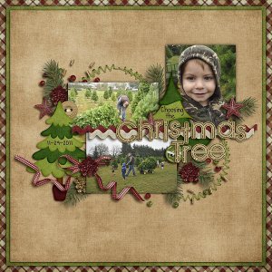 Choosing the Christmas Tree