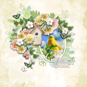 bird song