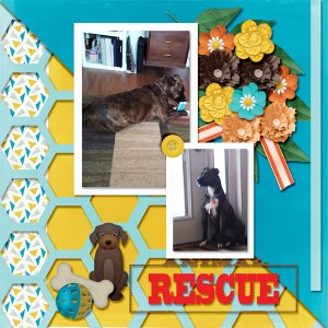 Rescue Puppy