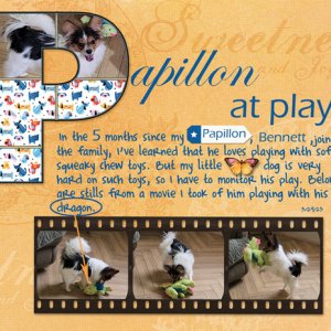 Papillon at Play