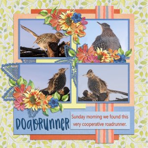 Roadrunners
