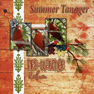 Summer_Tanager_small