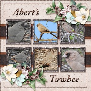 Abert_s_Towhee_small