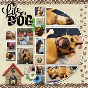Life of a Dog