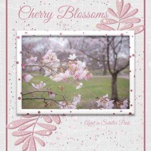 Cherry Blossoms