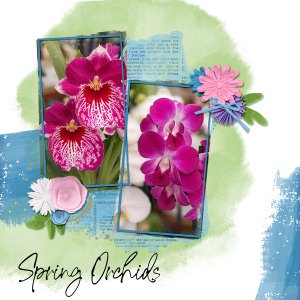 Spring orchids
