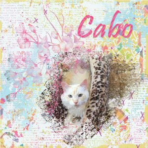 Cabo
