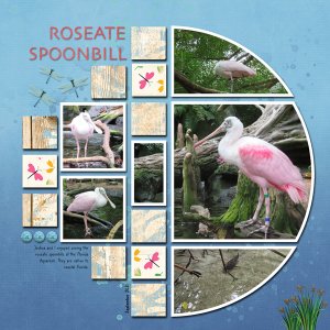 Roseate Spoonbills