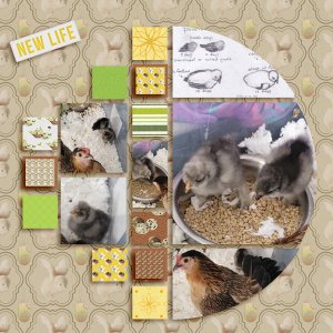 BANTY CHICKS - SBC TEMP 1 - APR 23