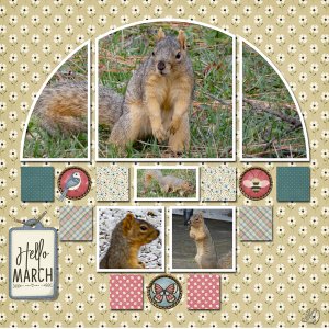 squirrel
