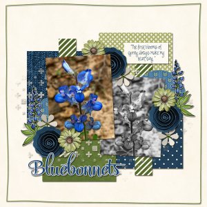 Bluebonnet