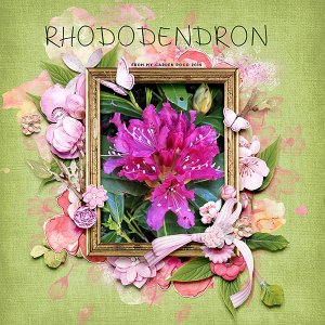Rhodendron