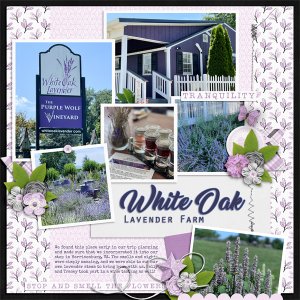 White Oak Lavender Farm