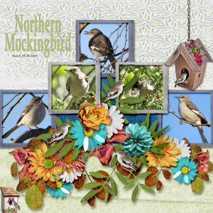Northern_Mockingbird_small