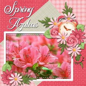 Spring Azaleas