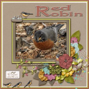 Red_Robin_small1