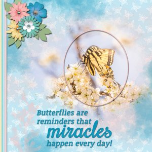 Butterflies