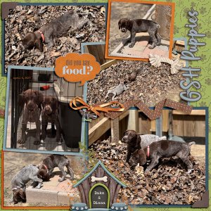 GSH Puppies - 8 weeks old - Duke + Diana 4.6.2023