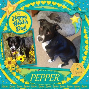 Happy Gotcha Day Pepper