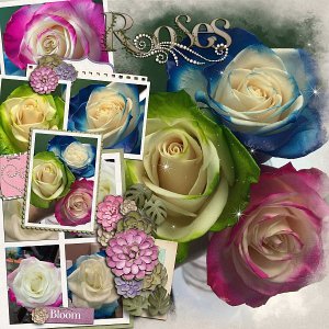 Roses
