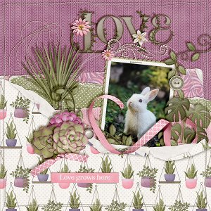 Bunny Love