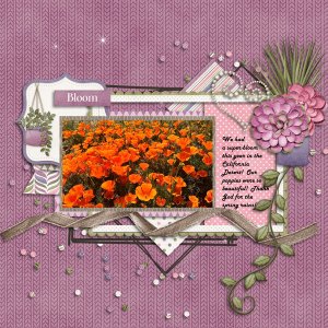 Bloom