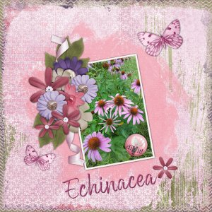 Echinacea
