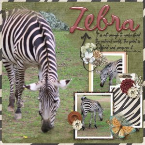 Zebra