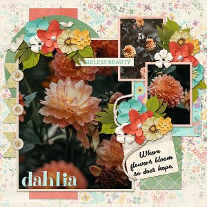 Orange Dahlia