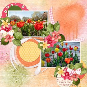 Tulips
