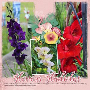 Glorious Gladiolus