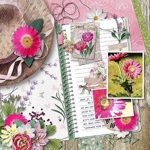 Gerbera Daisy