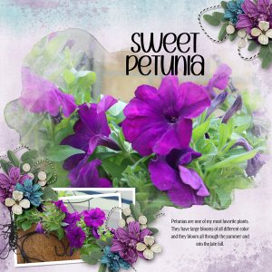 Sweet Petunia
