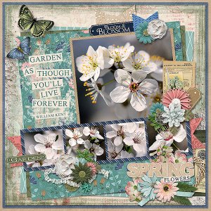 Spring Flowers
